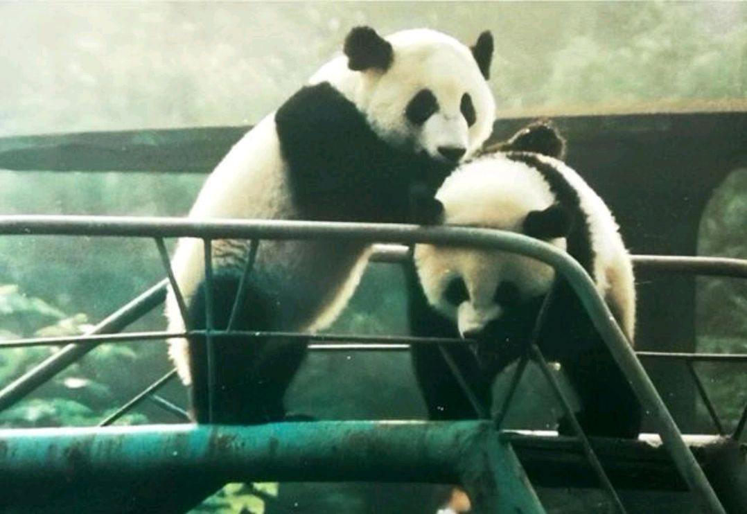 奥运熊猫家族的英雄母亲,大熊猫"娅娅"
