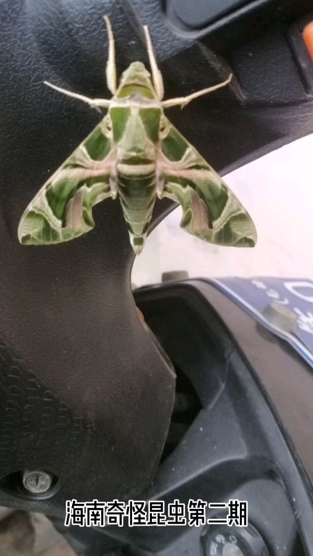 惊人长着人脸的飞蛾不会是变异的吧