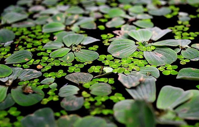 浮萍是什么植物?