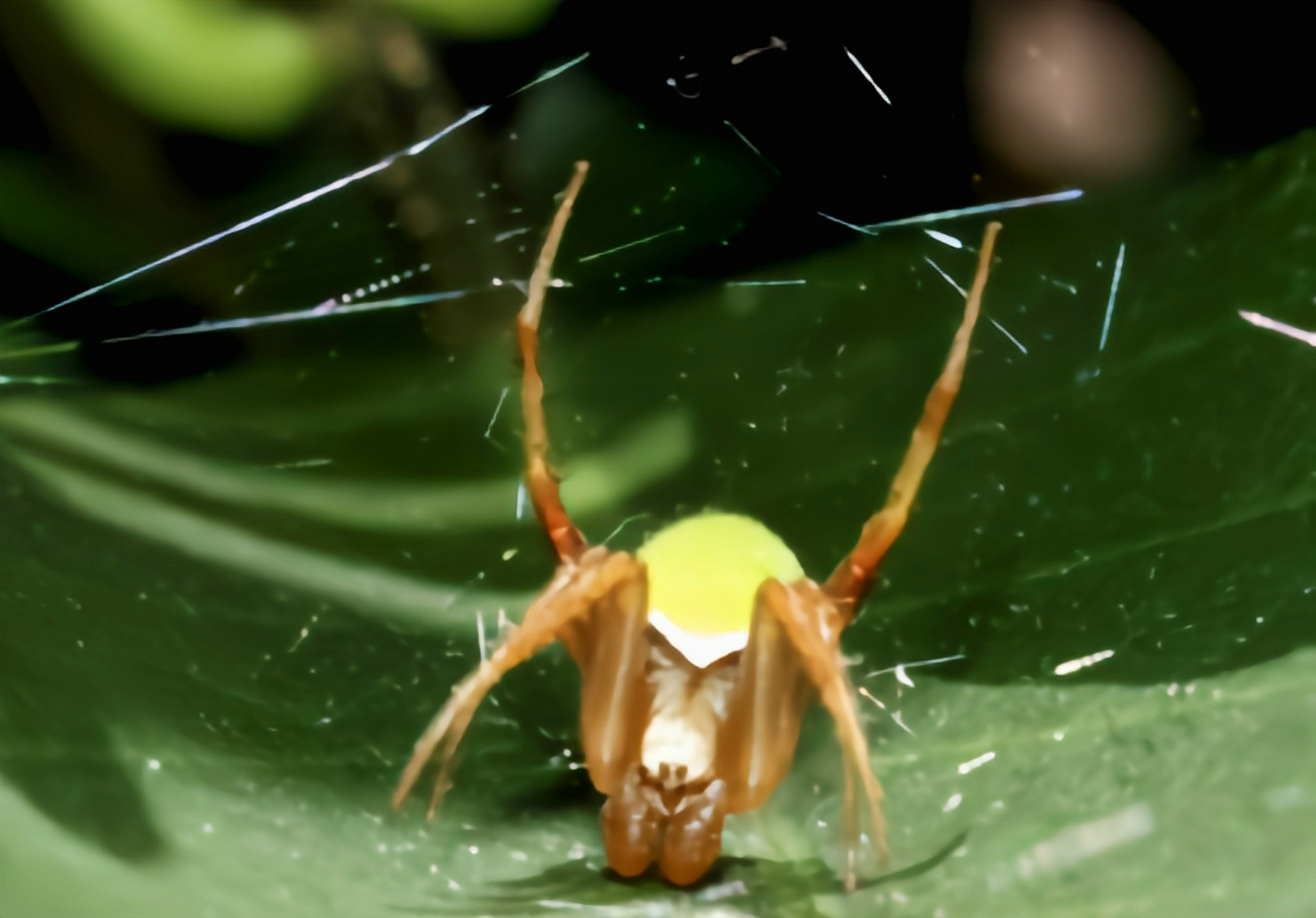 每天认识一种动物——浅绿园蛛 浅绿园蛛是蜘蛛目,园蛛科,园蛛属动物
