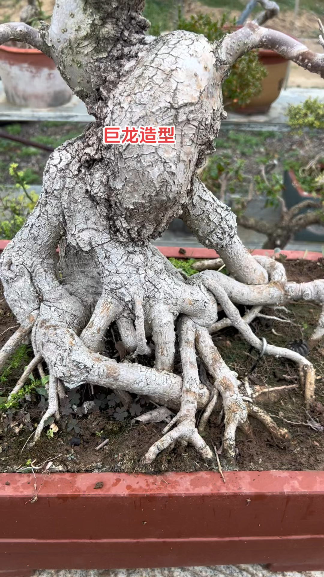 巨龙造型的流苏盆景,你爱了吗?