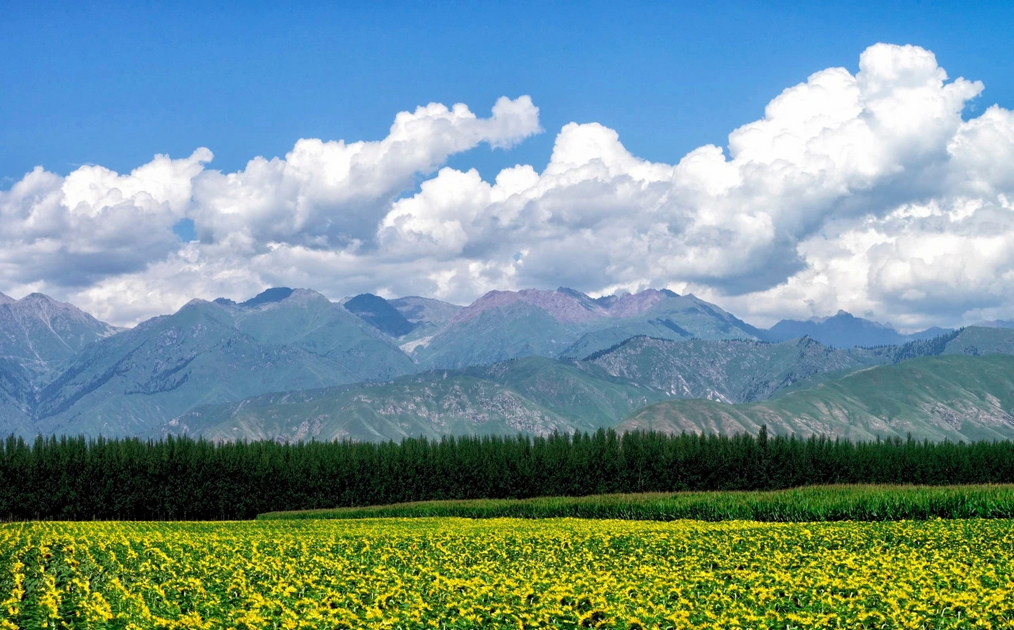 一定要在夏天去一次伊犁河谷,伊犁河谷的花海,溪流,草原,湿地,原始