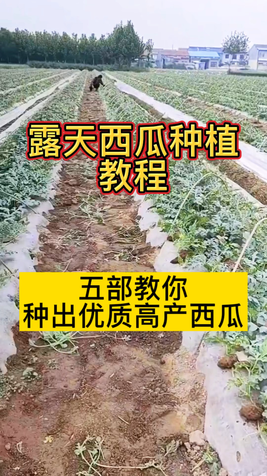 露天西瓜种植详细方法(种西瓜用什么肥料又大又甜)