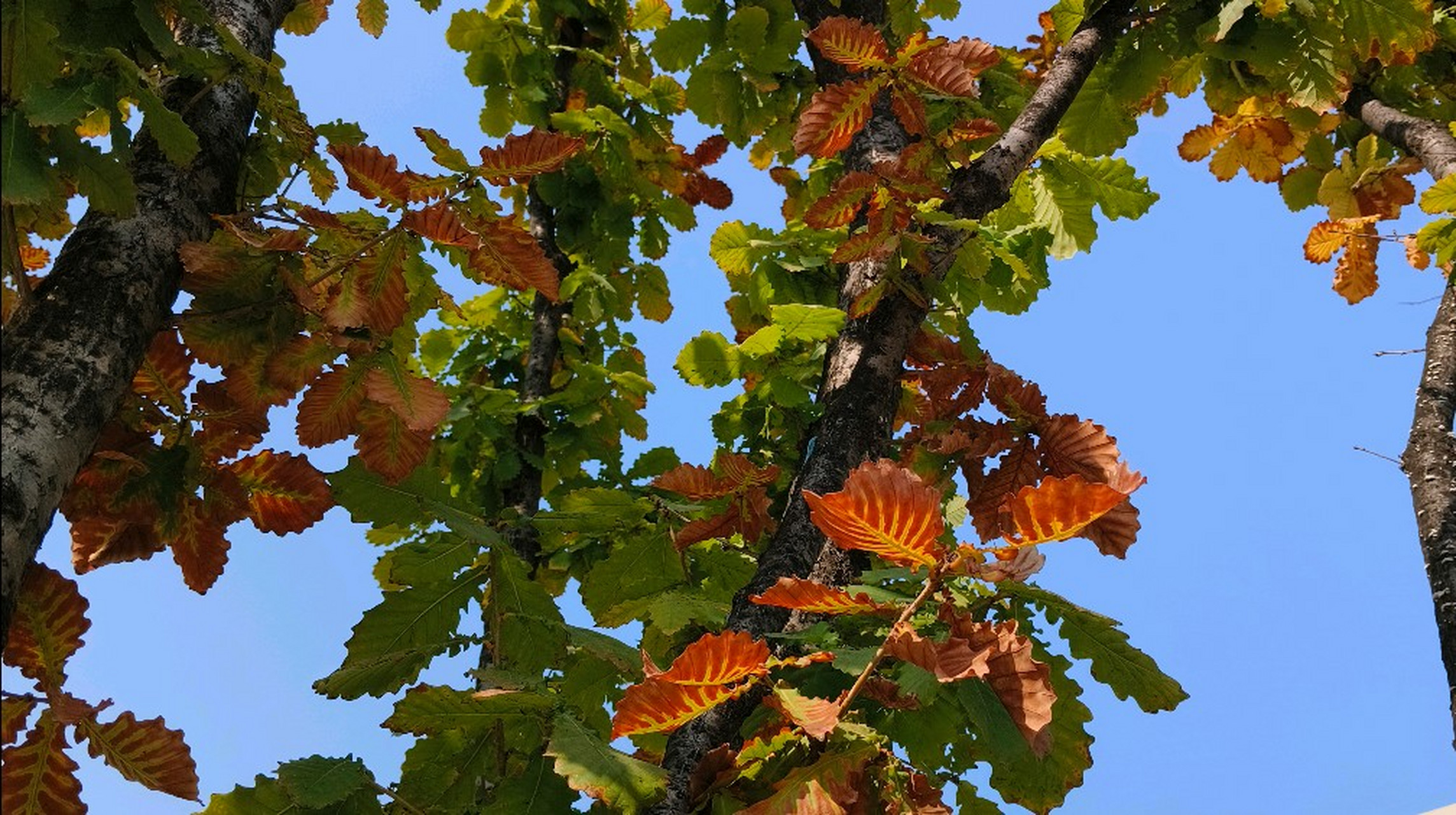 栎树,花齿的叶边很漂亮  树上挂着树的名片,这是丛生蒙古栎