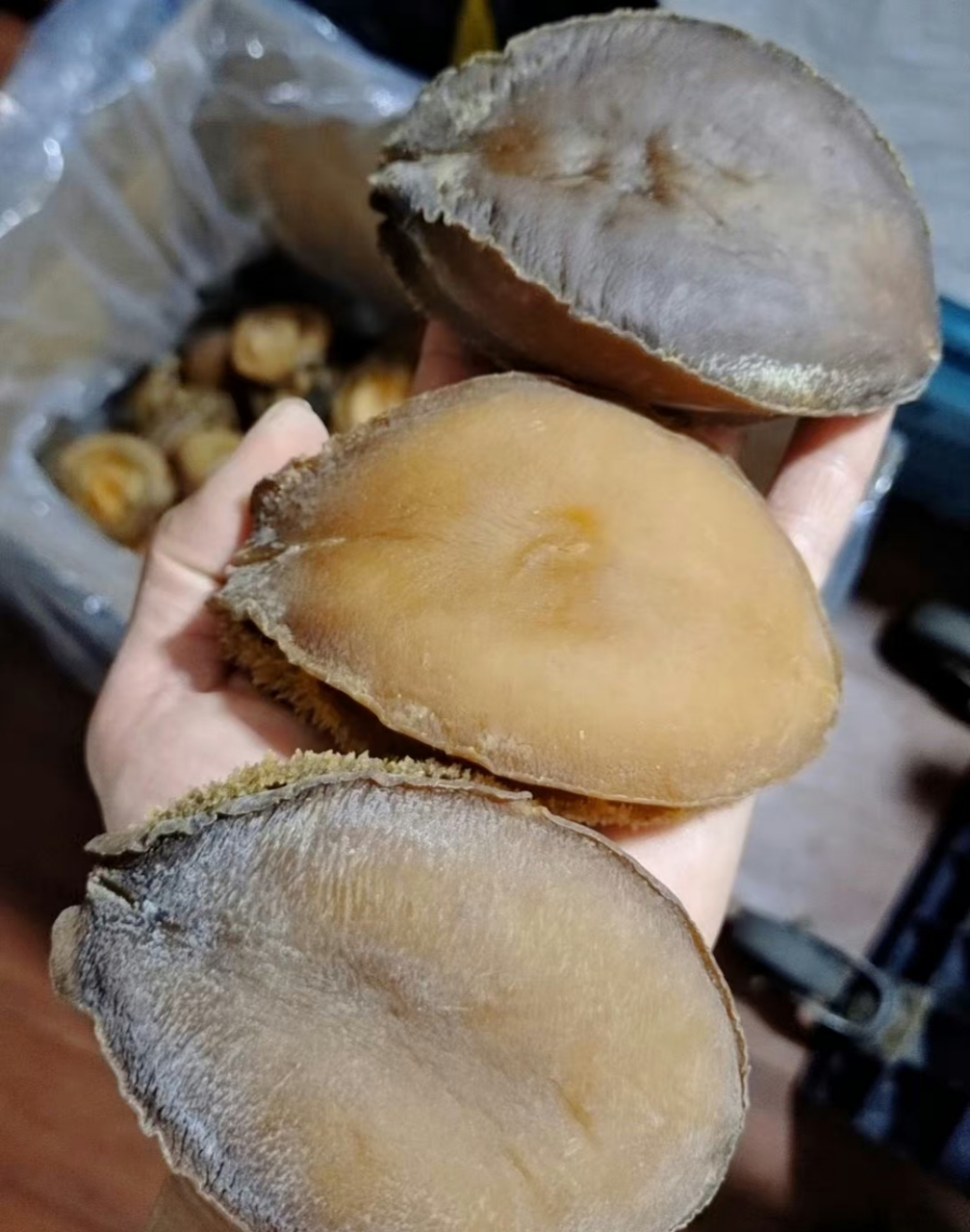 南非吉品鲍,南非鲍,中东禾麻老鲍,溏心吉品网鲍[666]美食.