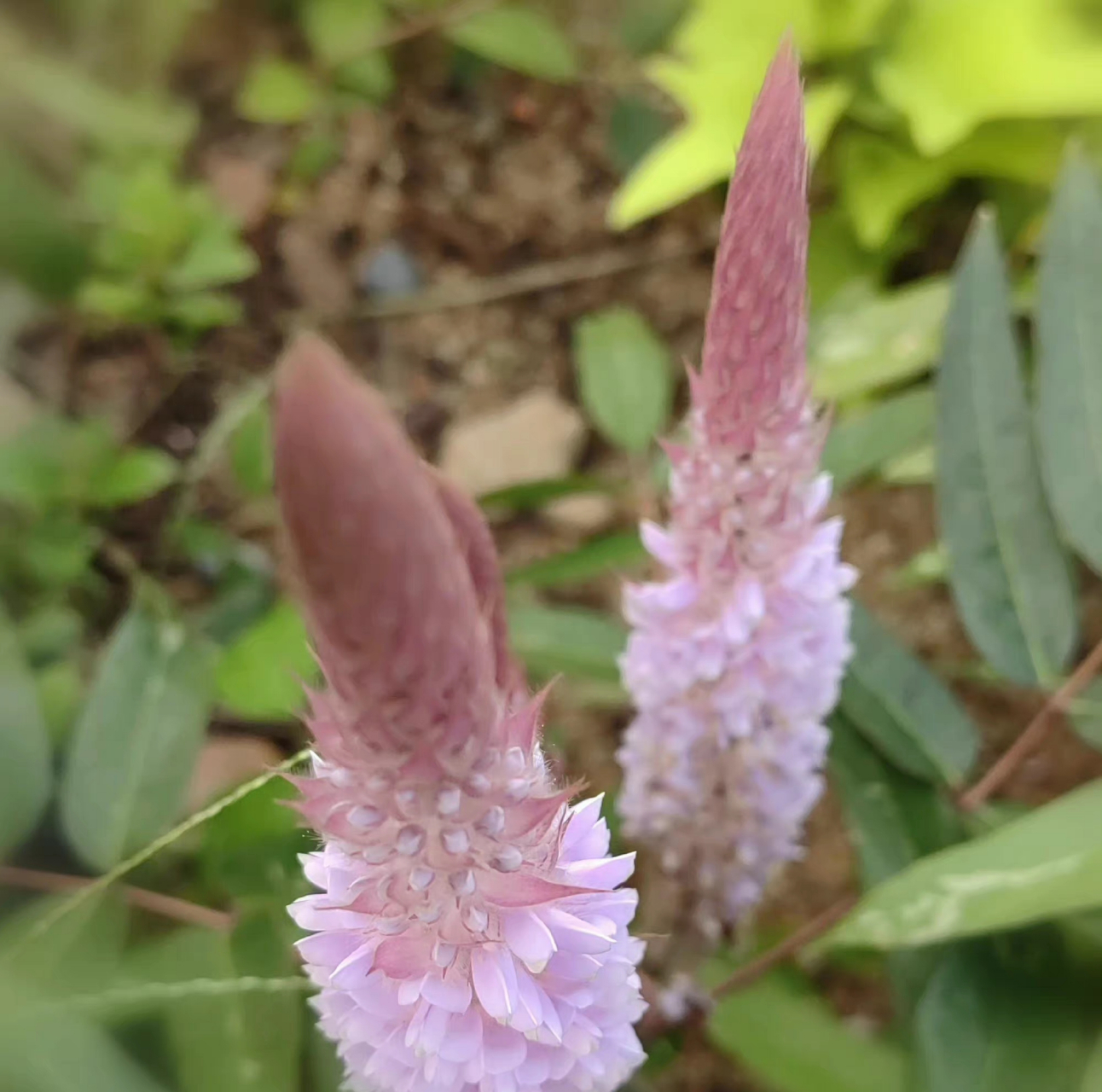 美花狸尾豆:又称美花兔尾草,花瓣蝶形紫粉色,根叶和全草药用,花如兔尾