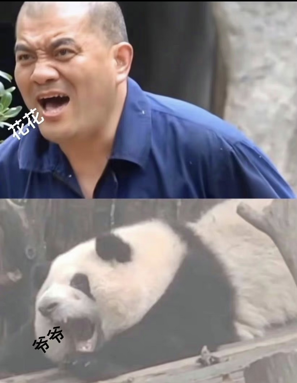 花花和谭爷爷表情包笑疯我了|||哈哈哈哈哈哈哈哈哈今日快乐源泉,暴躁