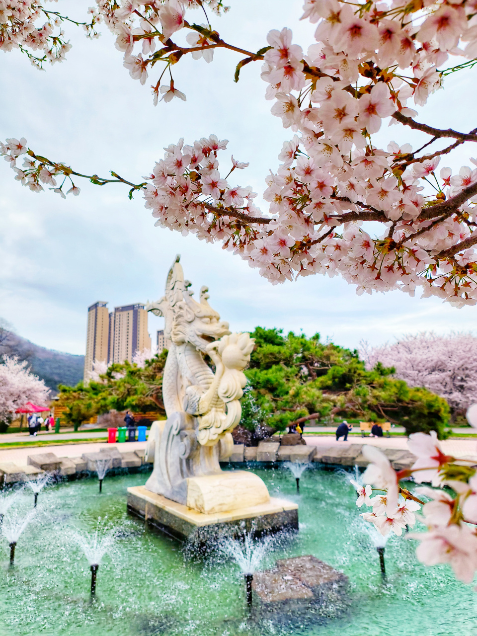 大连龙王塘樱花园,来赏樱花了吗,这个春天一定不要错过,太美了