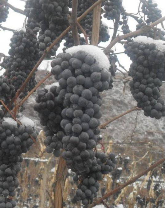 北冰红葡萄品种介绍