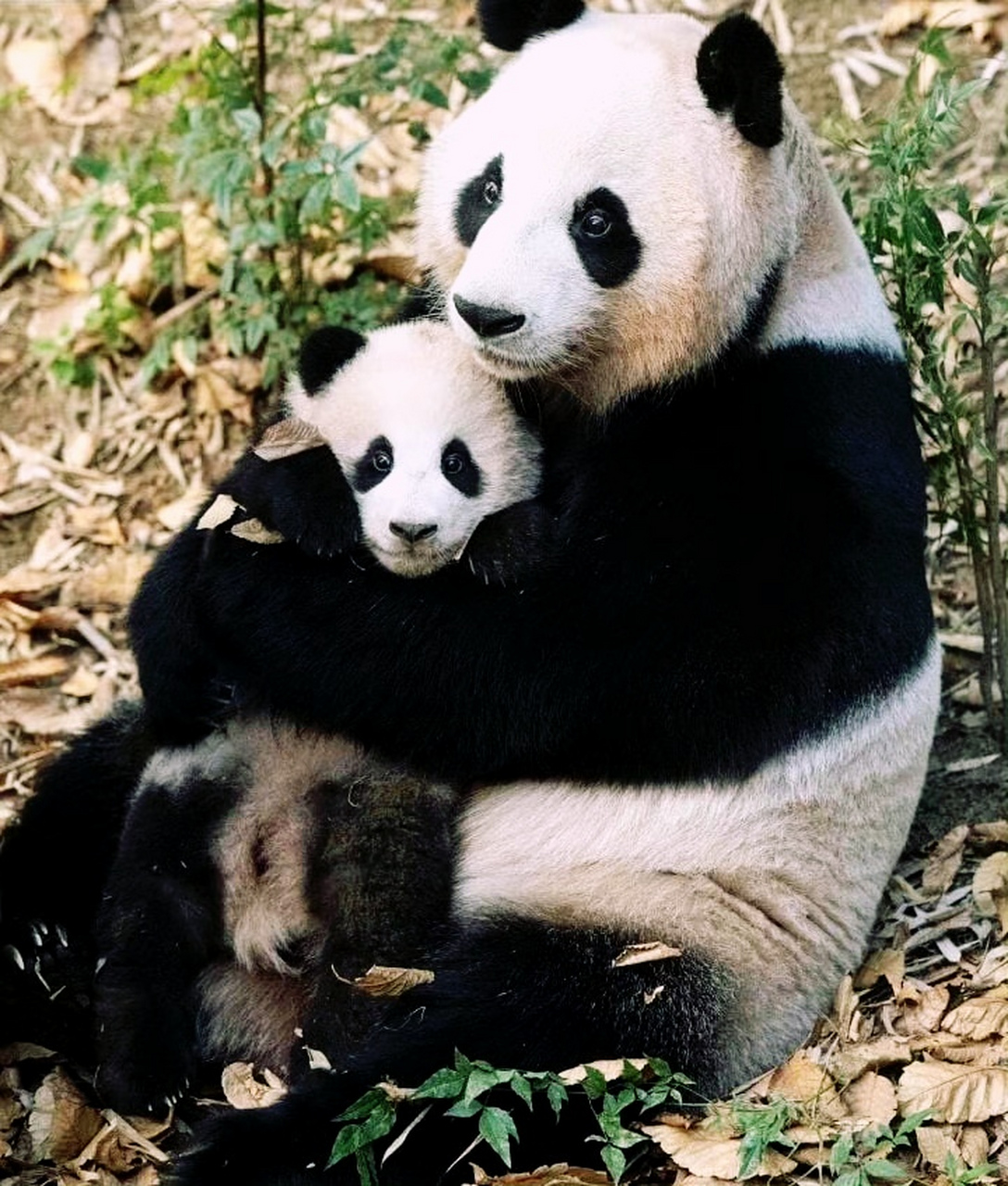 熊猫和鲁塔图片