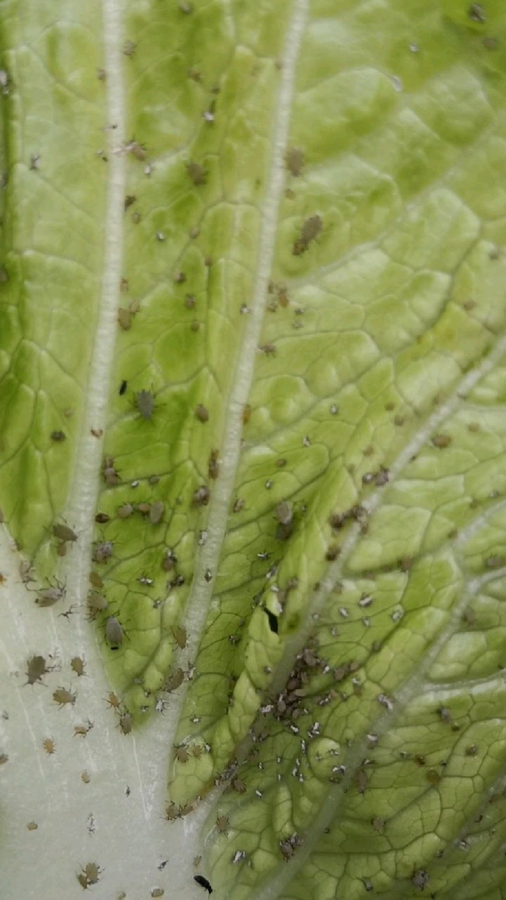 密集症犯了,不打农药的白菜,小虫子密密麻麻