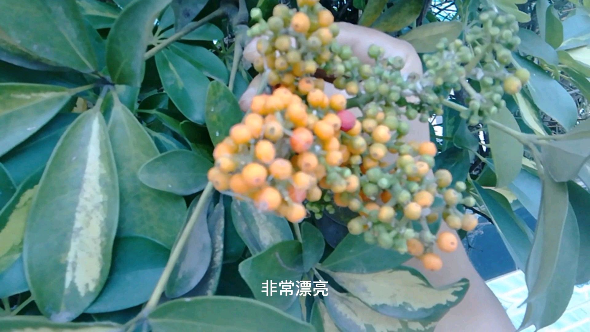 这种鹅掌柴结果子,我还是第一次见,太漂亮