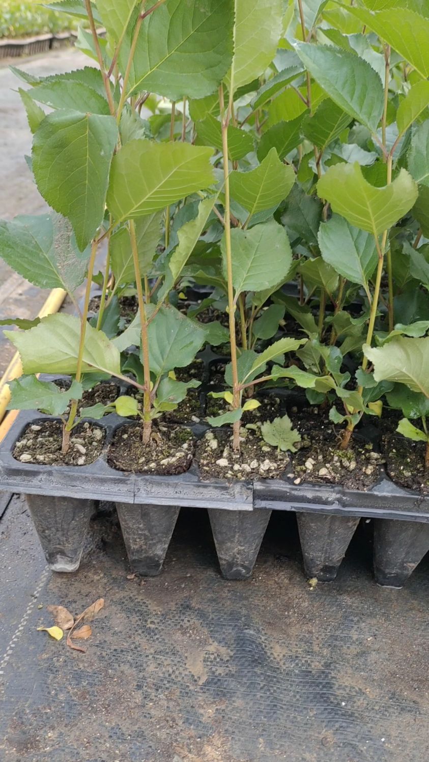 脱毒组培吉塞拉6号大樱桃砧木苗!