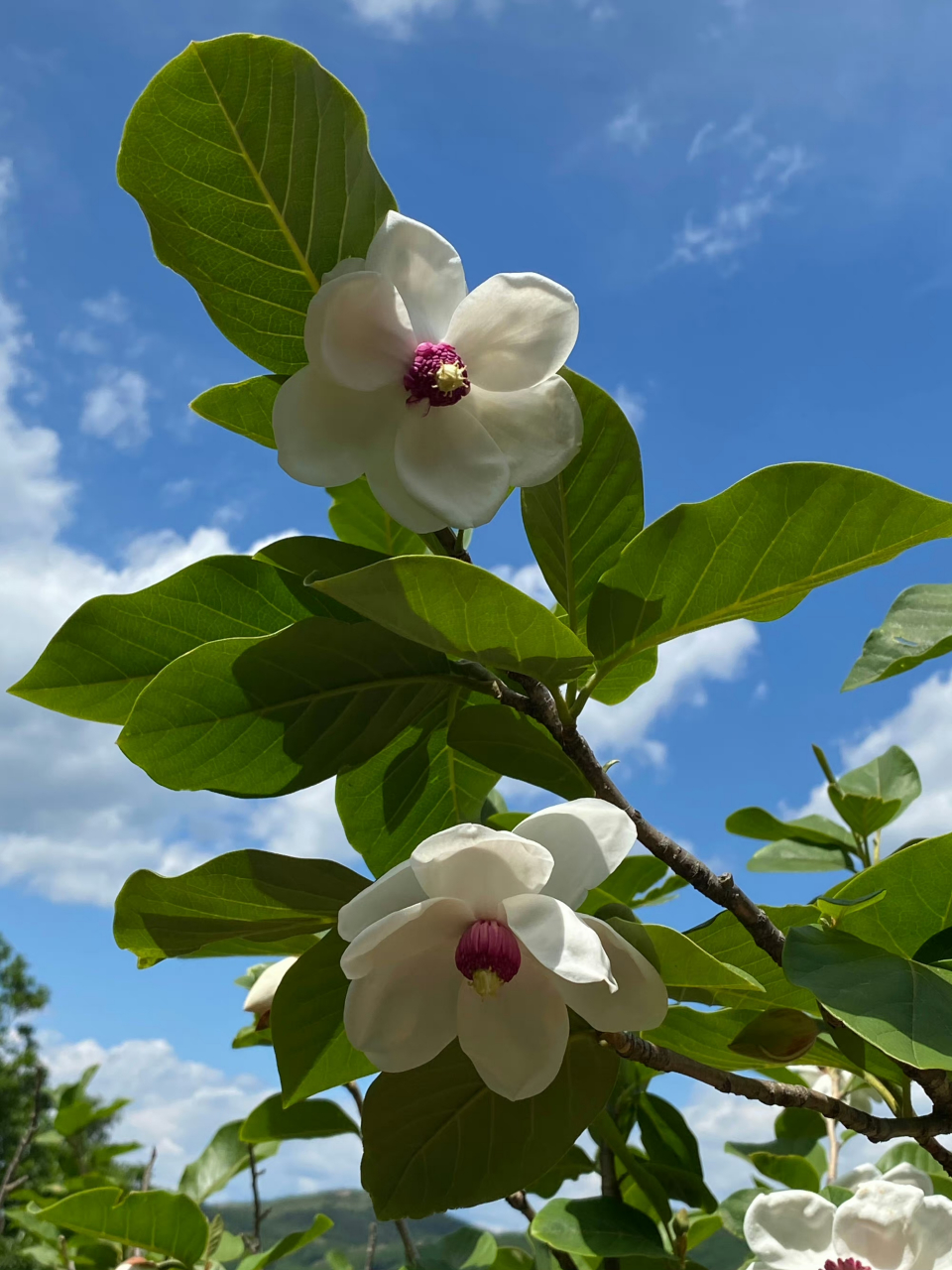 天女木兰花,又美又仙
