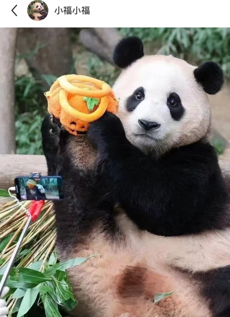 越看越觉得福宝好像在直播卖货,福宝:看这个瓜瓜,一只笋笋换仨,哈哈