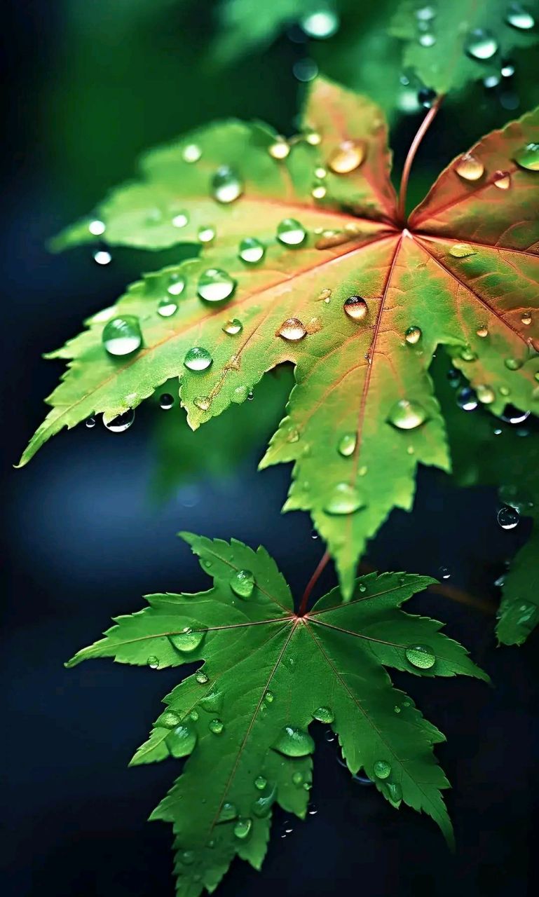 雨后的树叶图片