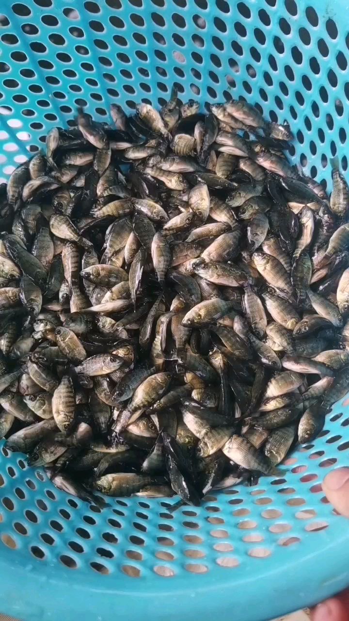 海南一號羅非魚苗脆肉羅非魚苗福壽魚魚苗淡水養殖漁場