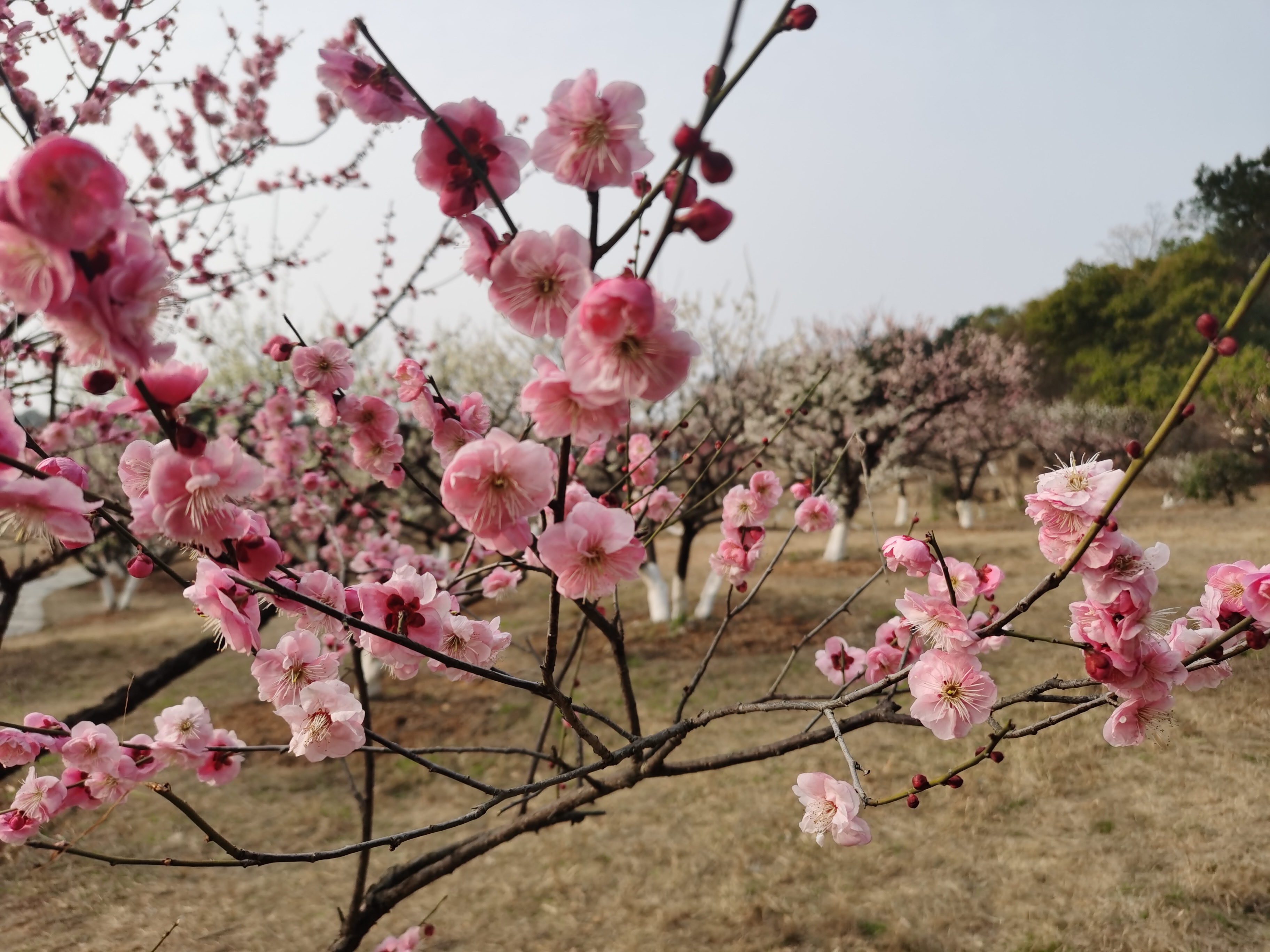 武汉市马鞍山森林公园梅山赏梅
