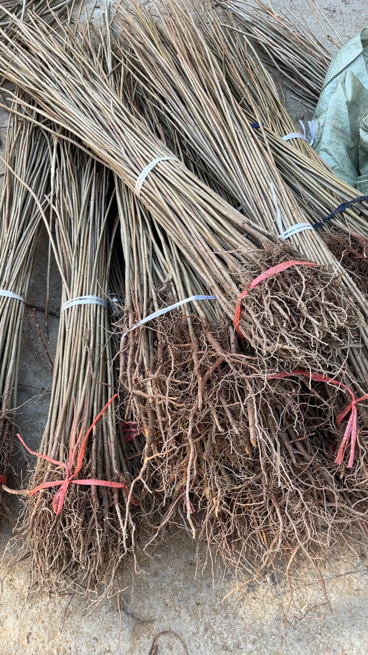 春季移栽香椿苗成活率高,香椿苗一亩地栽多少棵