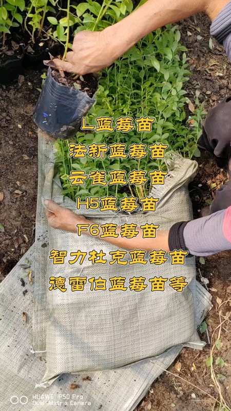 l蓝莓苗 h5蓝莓苗 法新蓝莓苗 云雀蓝莓苗 f6蓝莓苗 智力杜克蓝莓苗