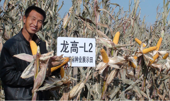 龙高l2玉米种子适合哪些地区种植
