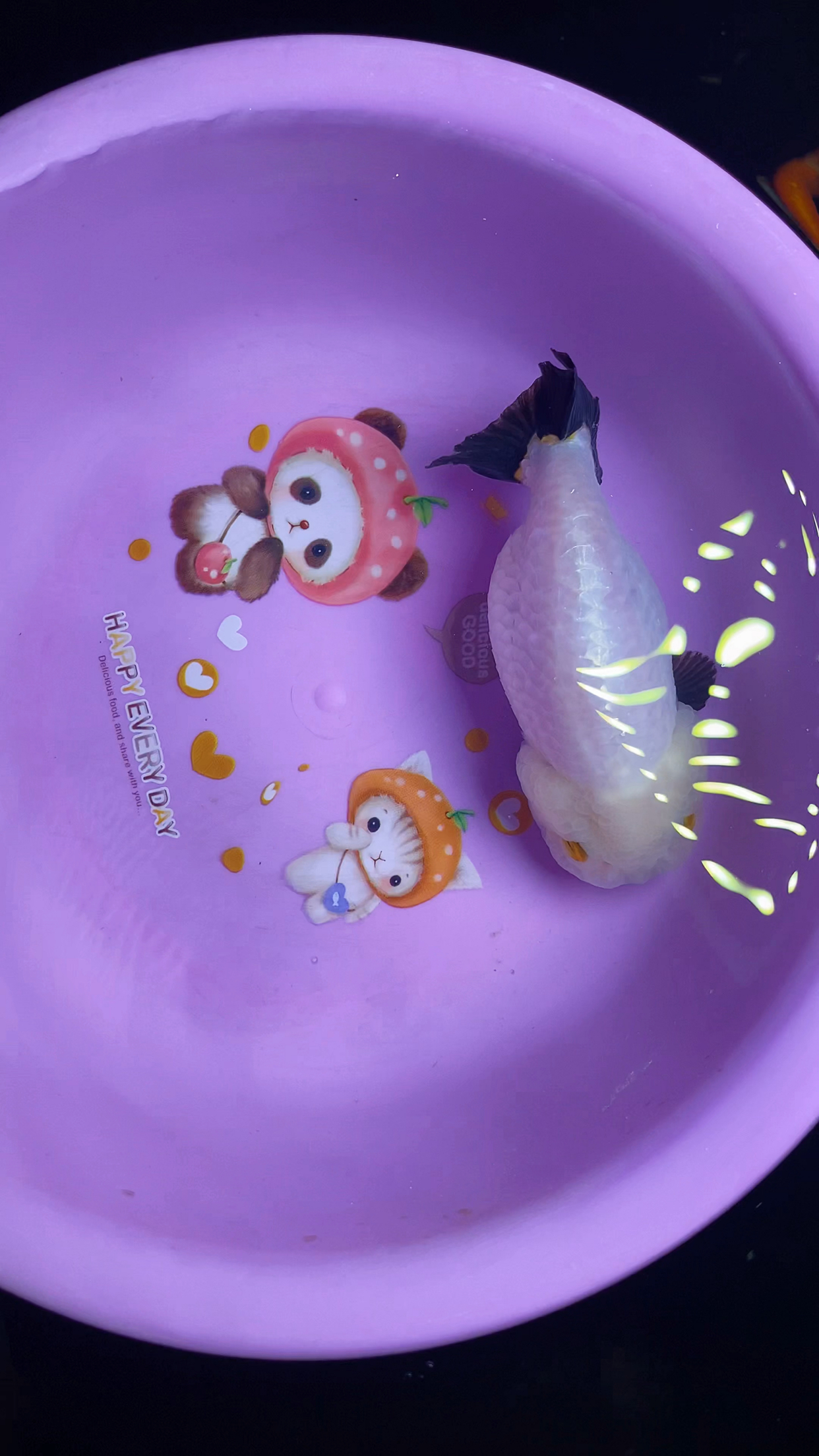 熊猫兰寿金鱼黑色小手依旧没有褪色厉害了