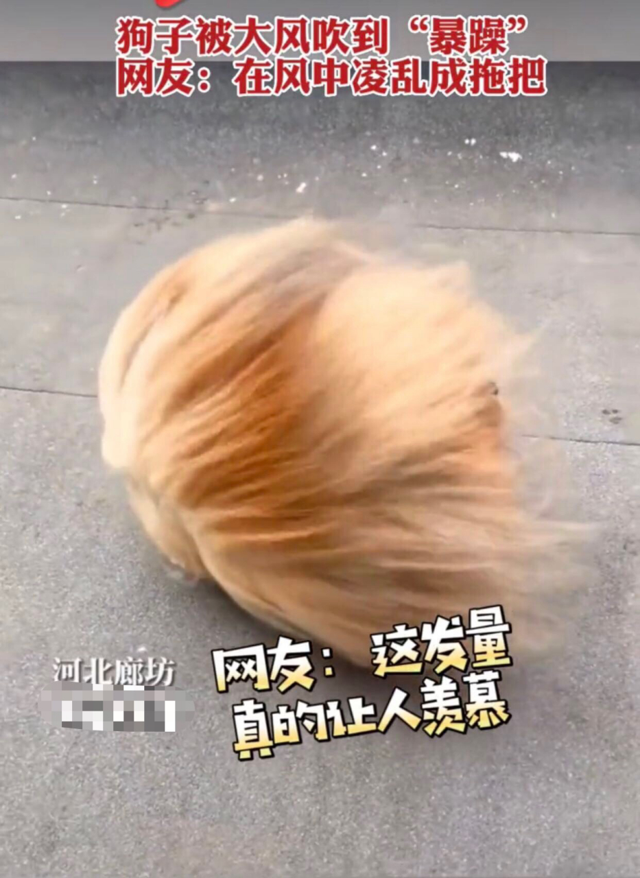 狗子被大风吹到"暴躁",网友:在风中凌乱成拖把.#趣图搞笑# #狗狗
