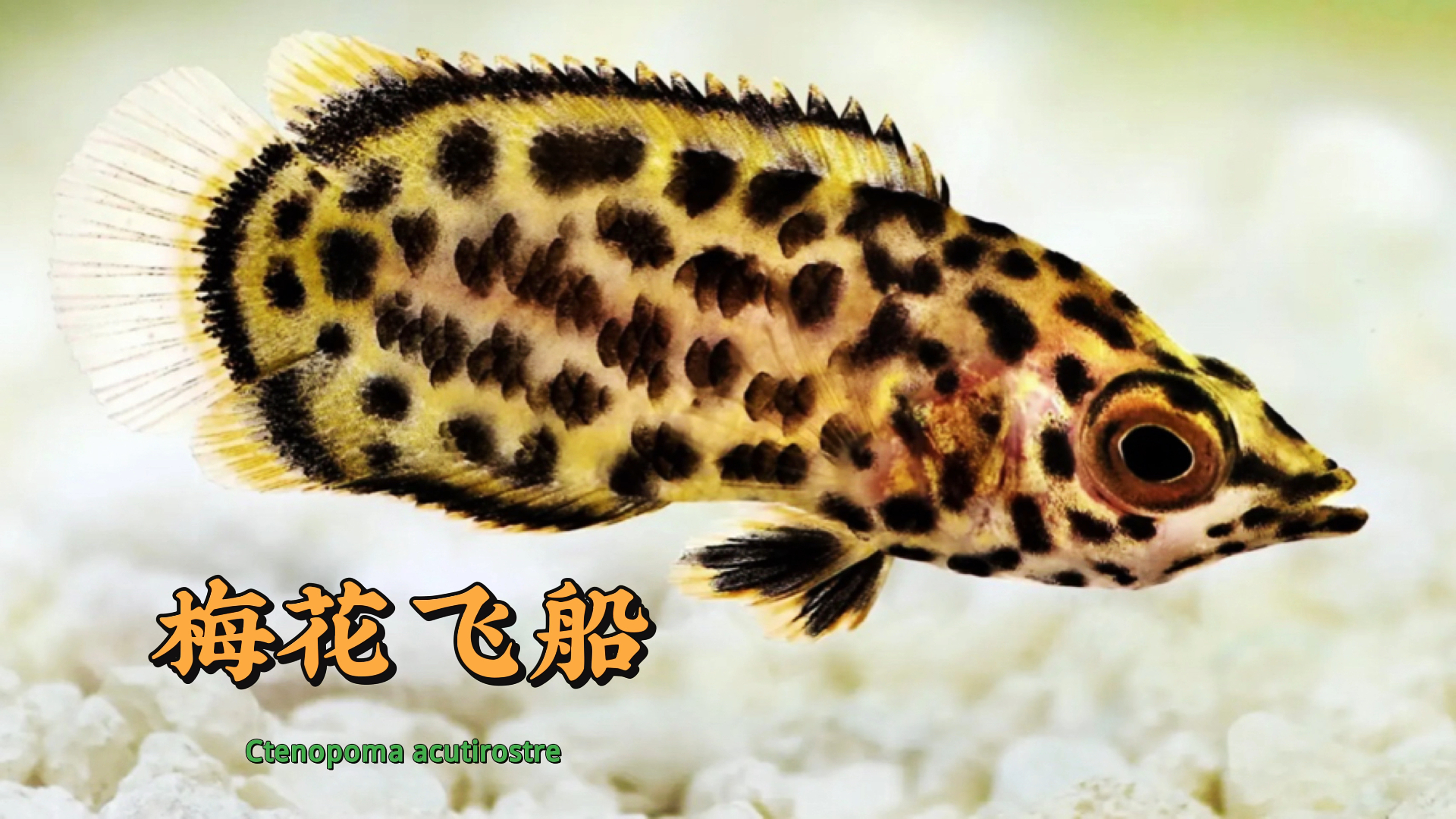 凶萌猎手.非洲梅花攀鲈