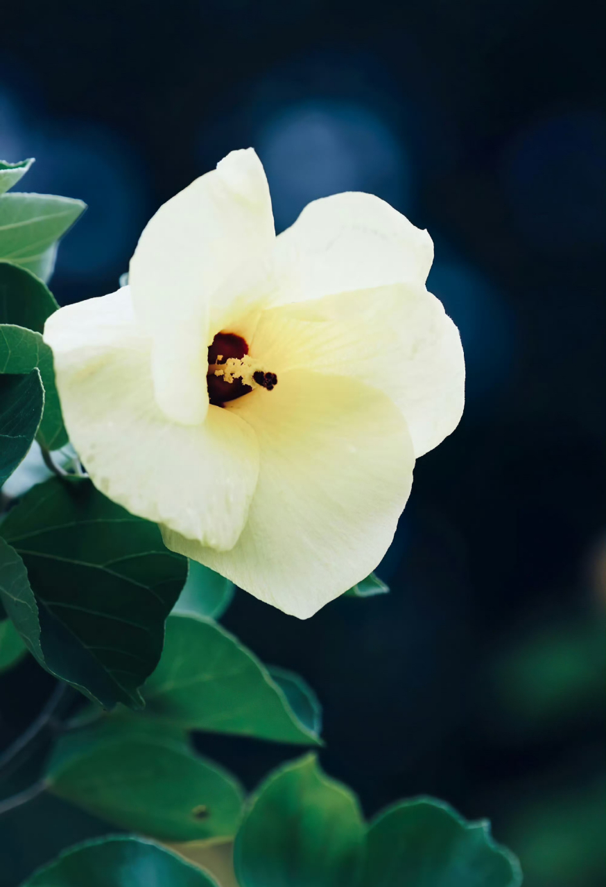 海滨木槿,清新淡雅.