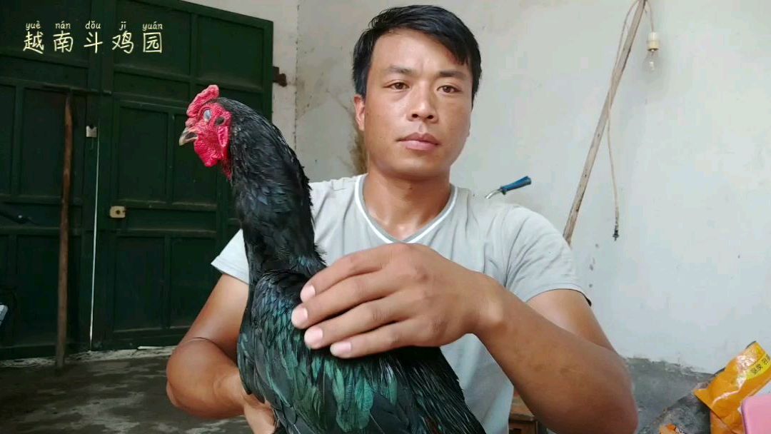 农村小伙养的斗鸡都六斤多了,这是越南斗鸡吗