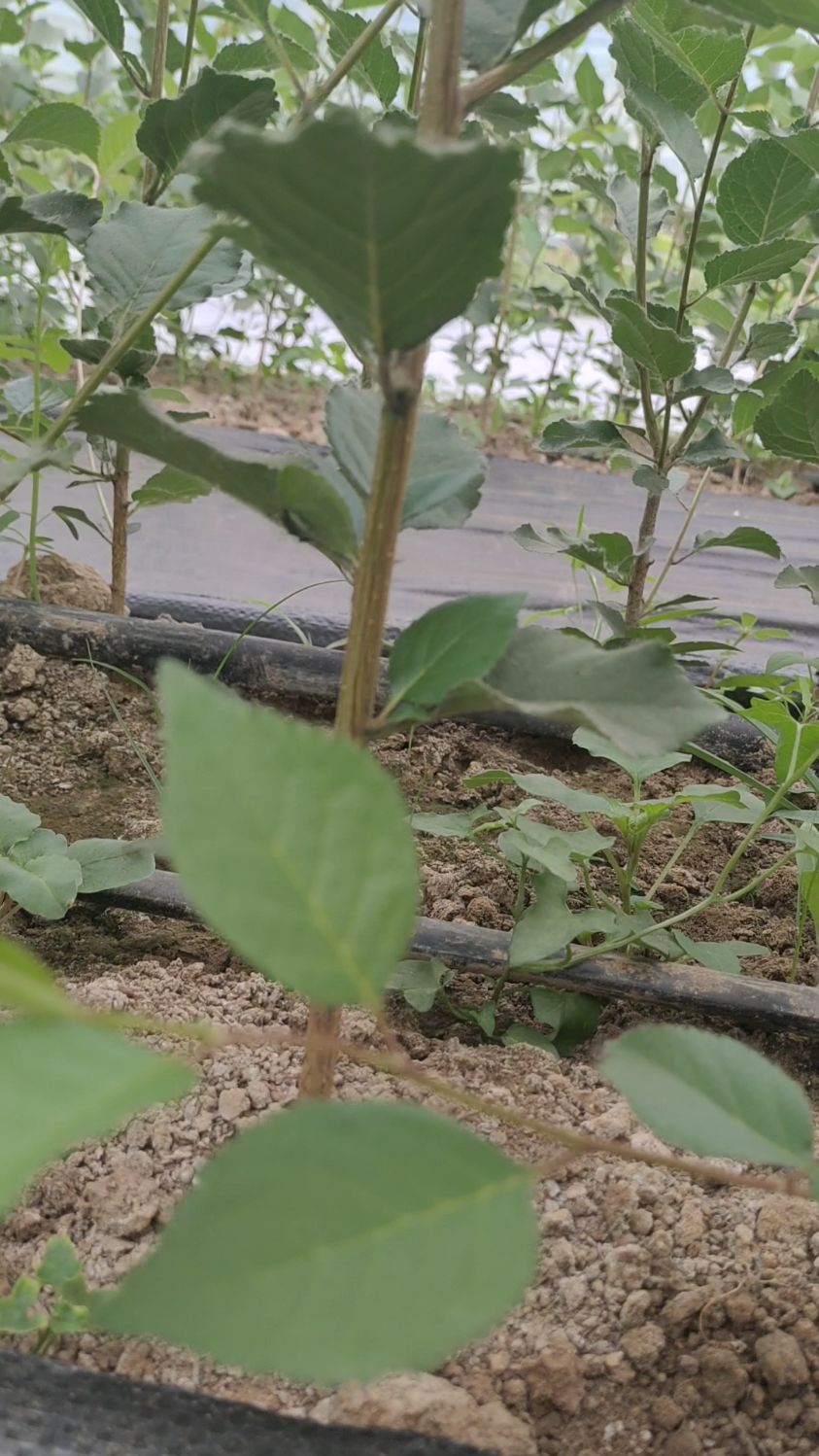 组培吉塞拉砧木苗定植2个月的长势情况!够嫁接粗度苗95%