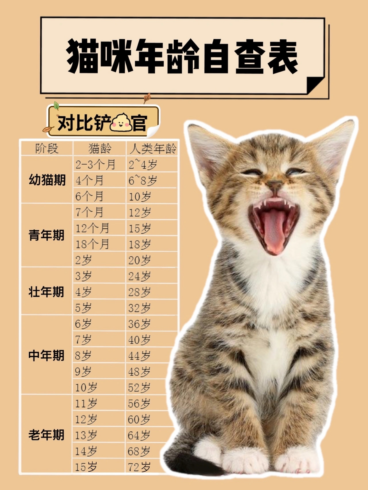 自查猫的年龄|你们家的毛孩子相当于人的几岁呢?