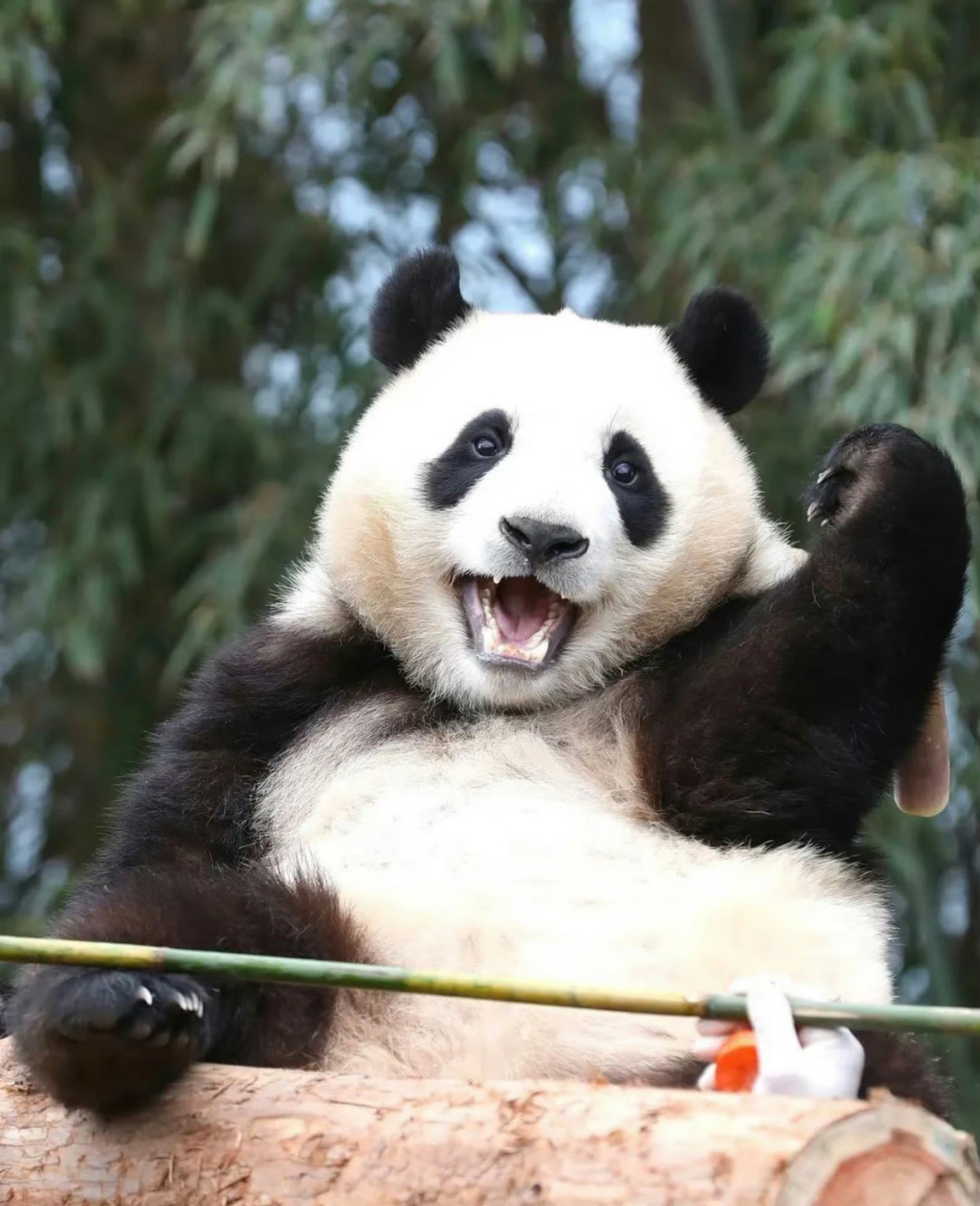 福宝可是人教版的,行为举止都和爷爷们学的,像个小大人一样.