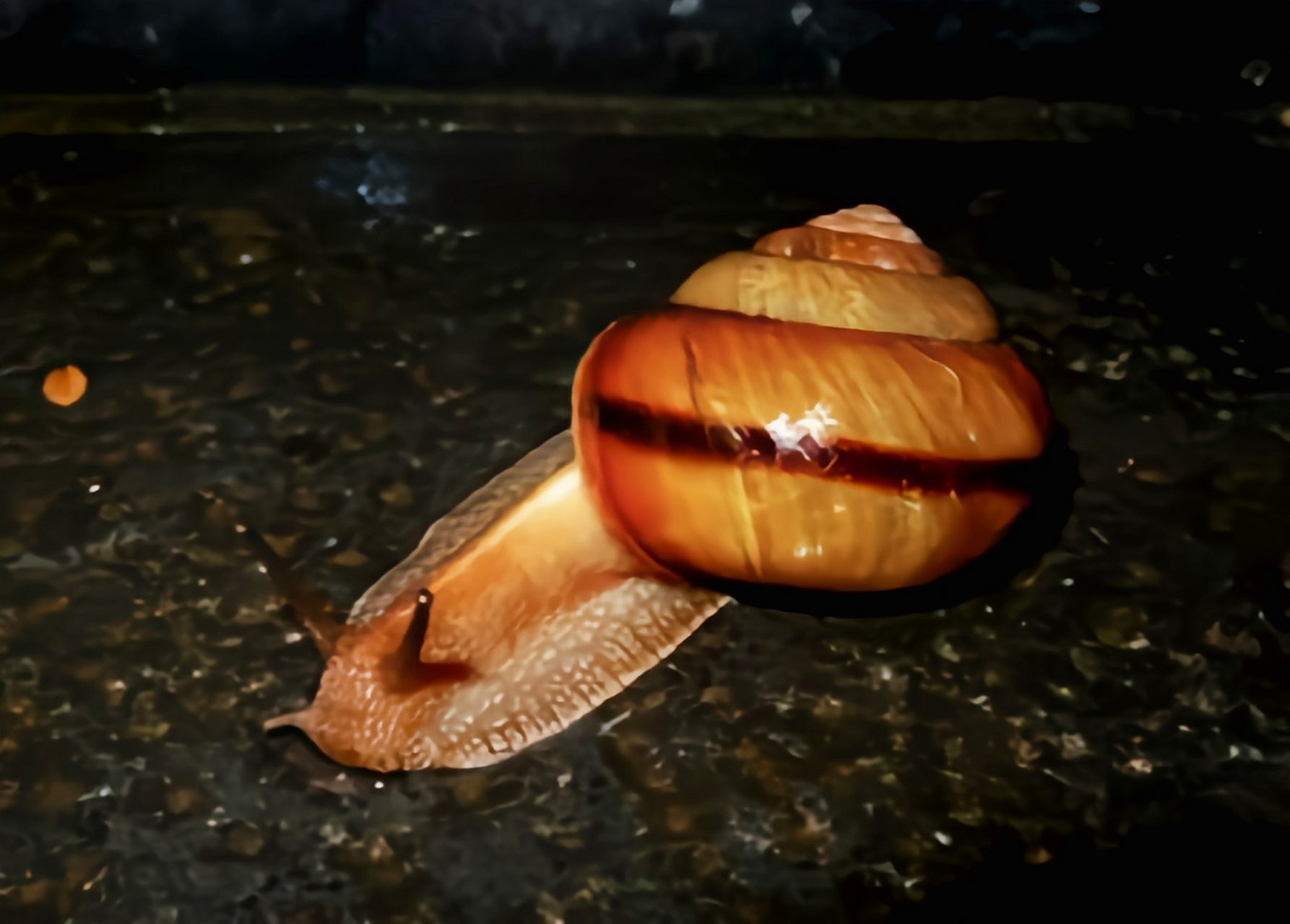 每天认识一种动物——江西巴蜗牛 江西巴蜗牛分布于我国黑龙江,河北