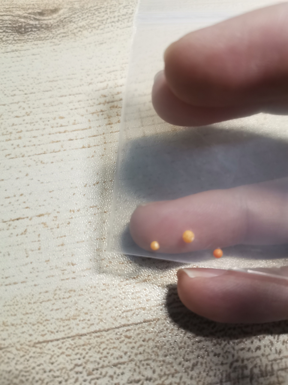 陈锐佳2022年10月27日再次发现黄扇贝美乐珠 2021年