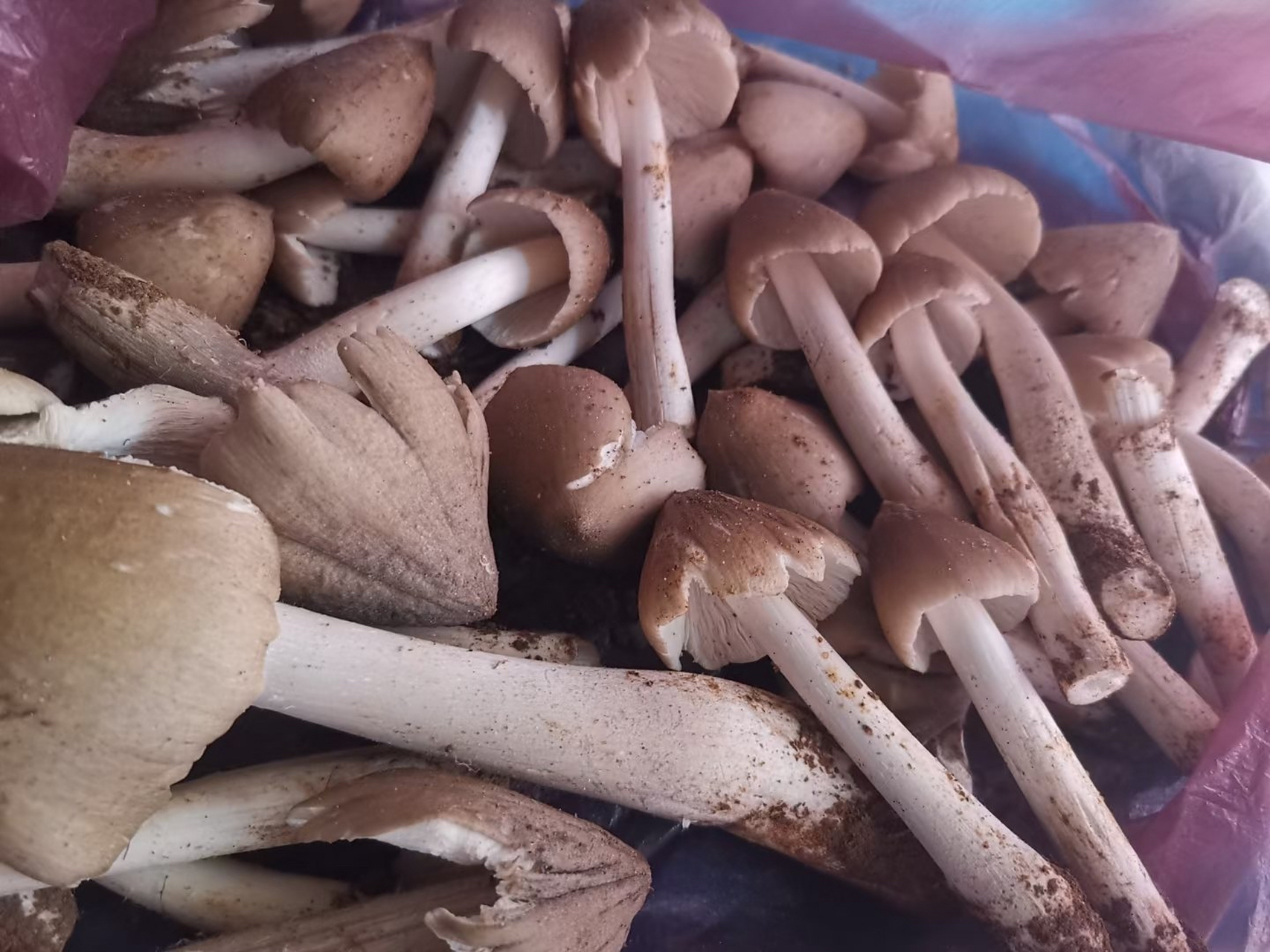 五月菇,又称为鸡枞菌,松茸菇,秀珍菇等,是一种珍贵的食用菌.