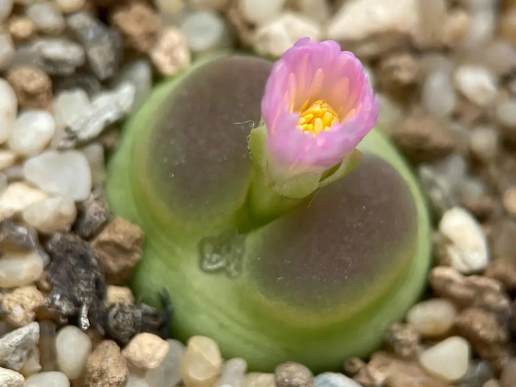 番杏科肉锥花属的新贵拉登,名字很霸气颜值很娇气,开花之后很仙气