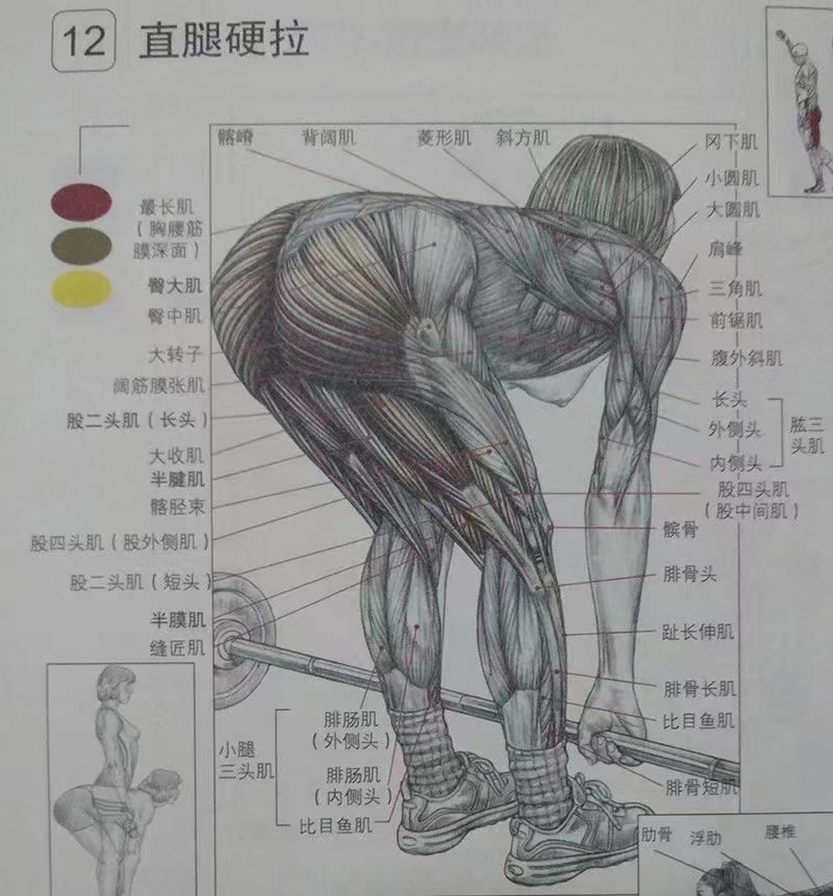 传统硬拉和直腿硬拉图片