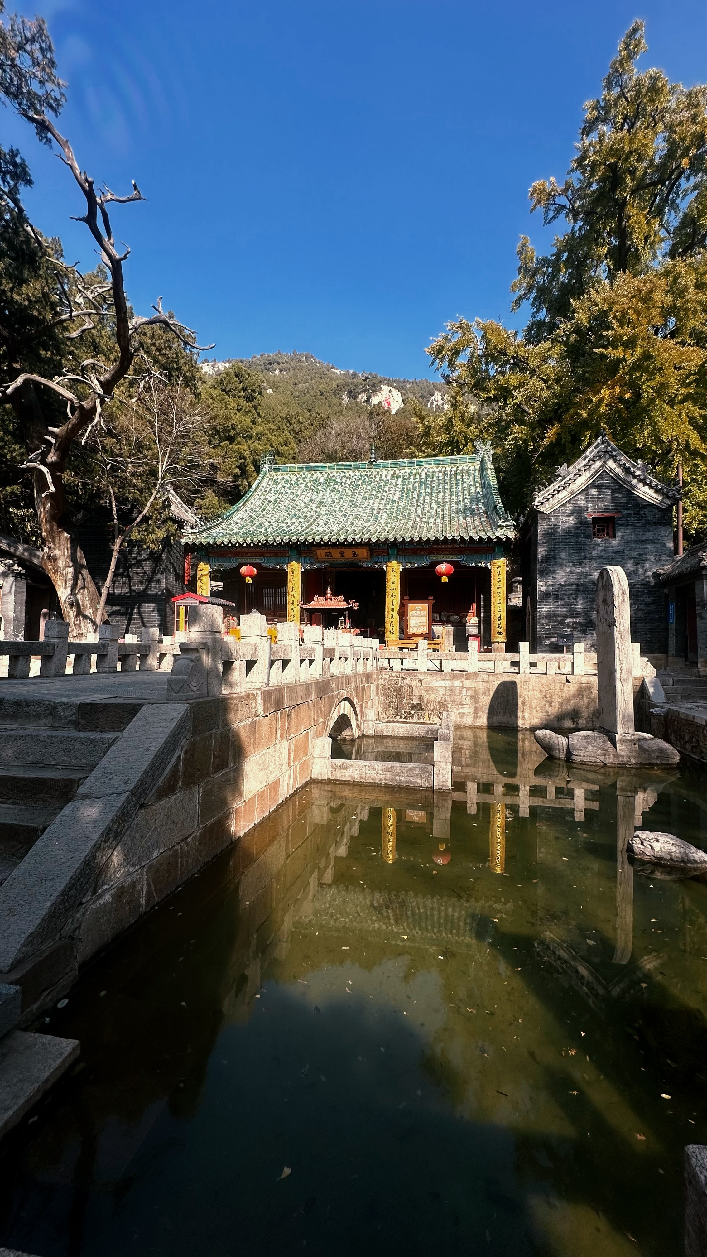 济南五峰山洞真观:观2600岁银杏树