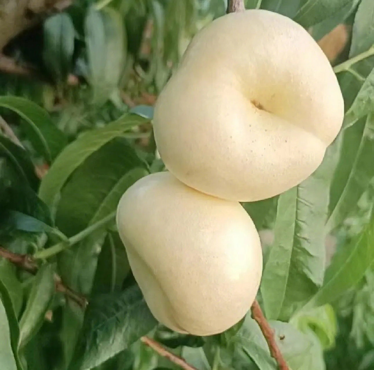 一种美味的水果——奶油蟠桃!