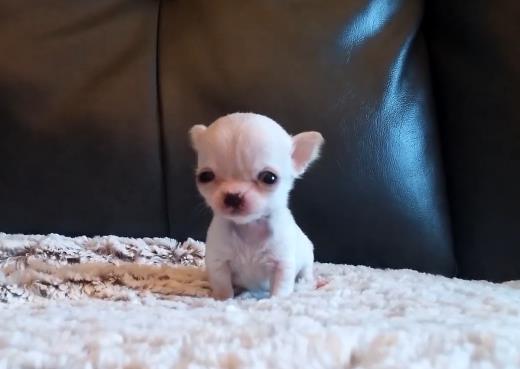 巴掌大的"人造狗"茶杯犬,命运悲惨,为何还被广泛养殖?