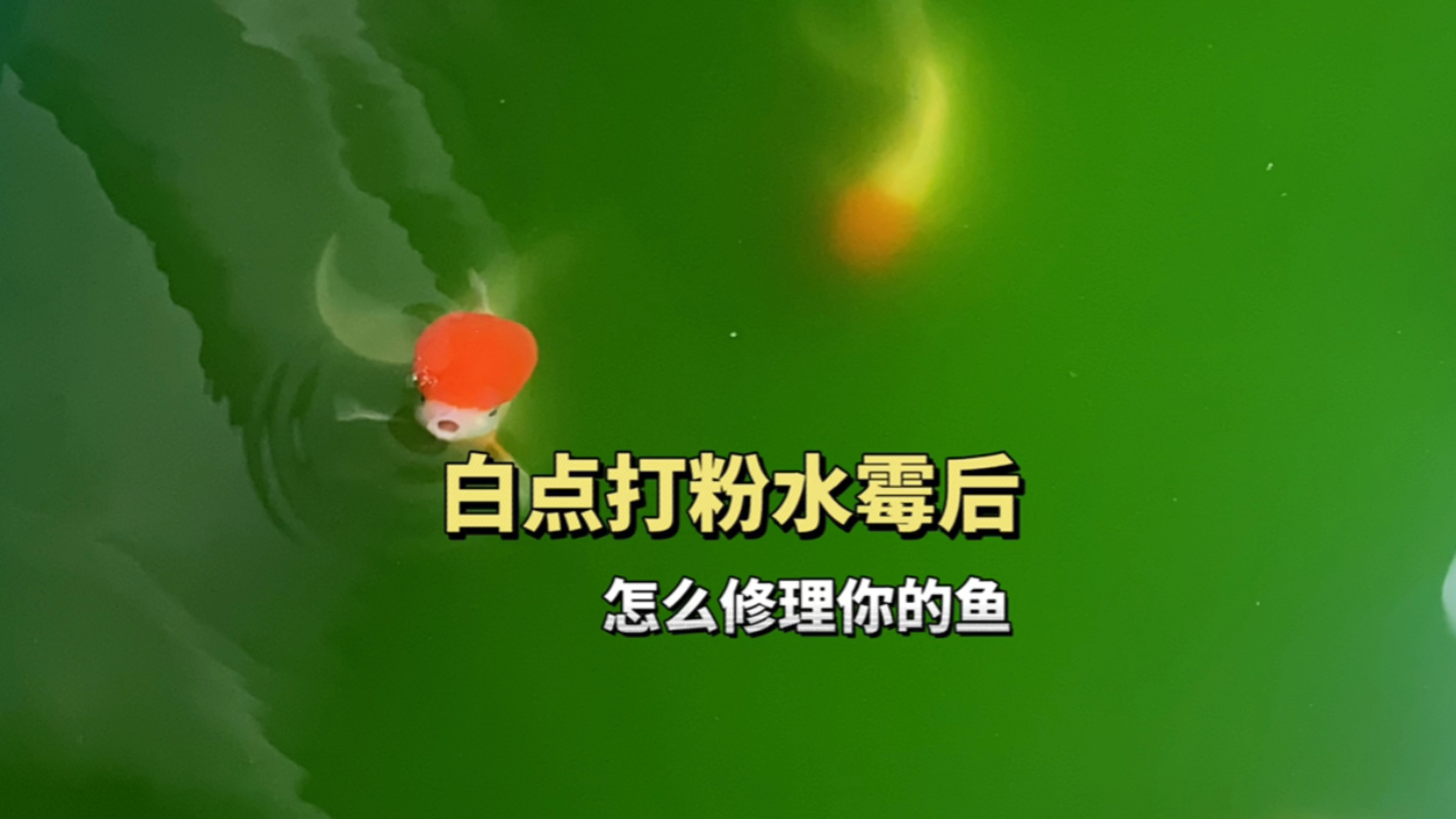 金鱼白点,打粉,水霉怎么处理?