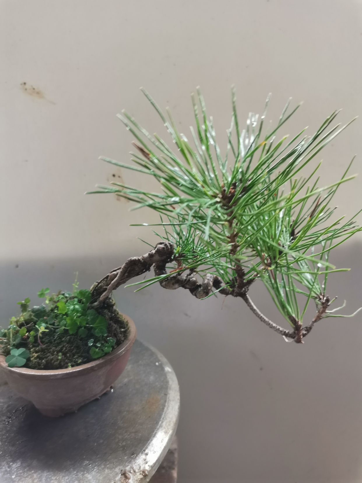 临水桩三河黑松