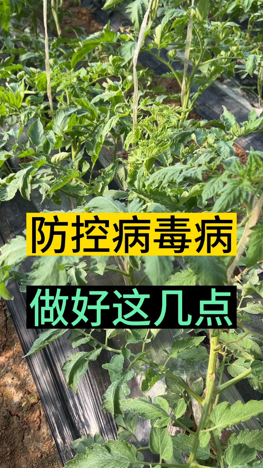 防控西红柿病毒病做好这几点#每日分享农业种植知识