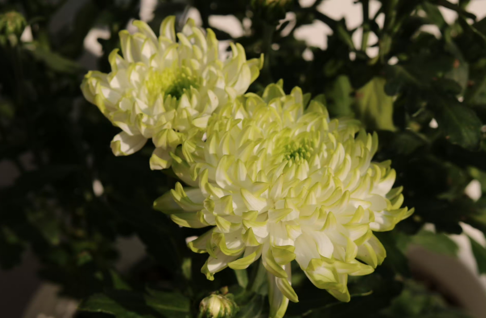 菊花种类繁多,今天给花友们带来清新淡雅的天赞菊~它是菊花里的一个新