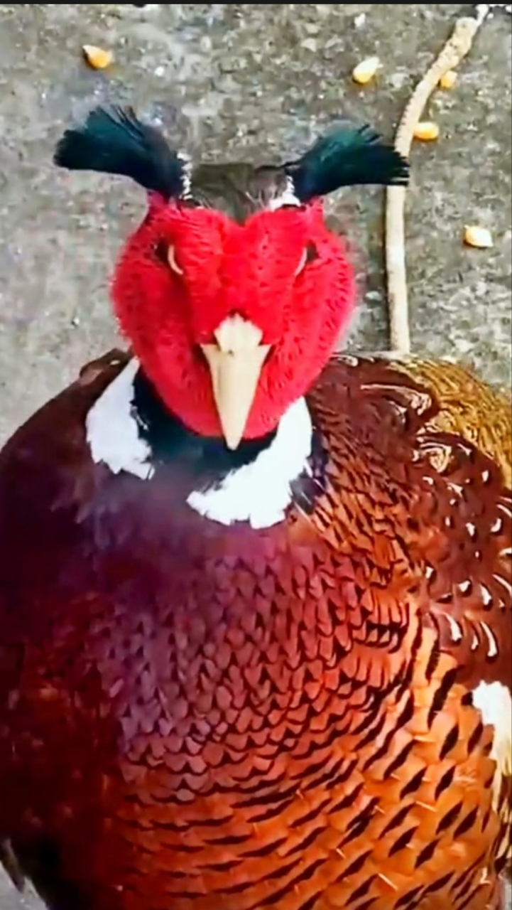 七彩山鸡头上长着一对小辫子,天山童姥的原型终于找到了  七彩山鸡又