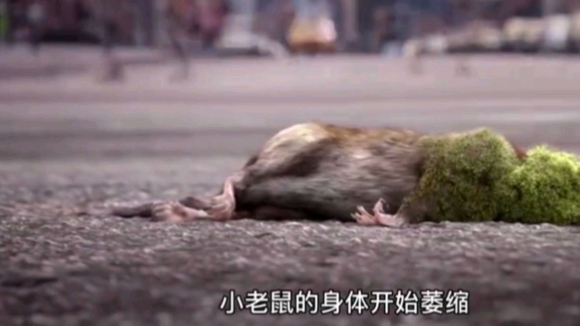 一只小老鼠引发的全球灾难