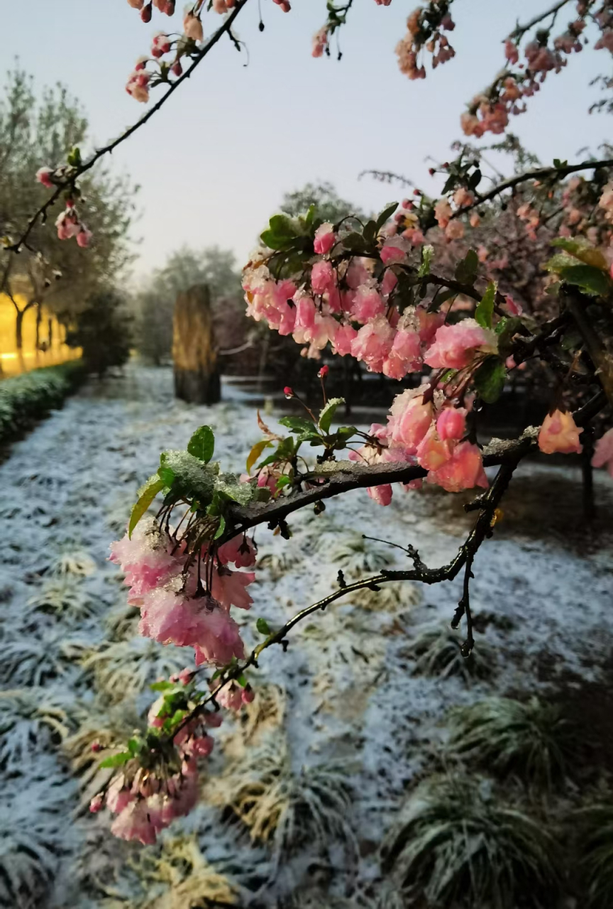 北京三月桃花雪图片