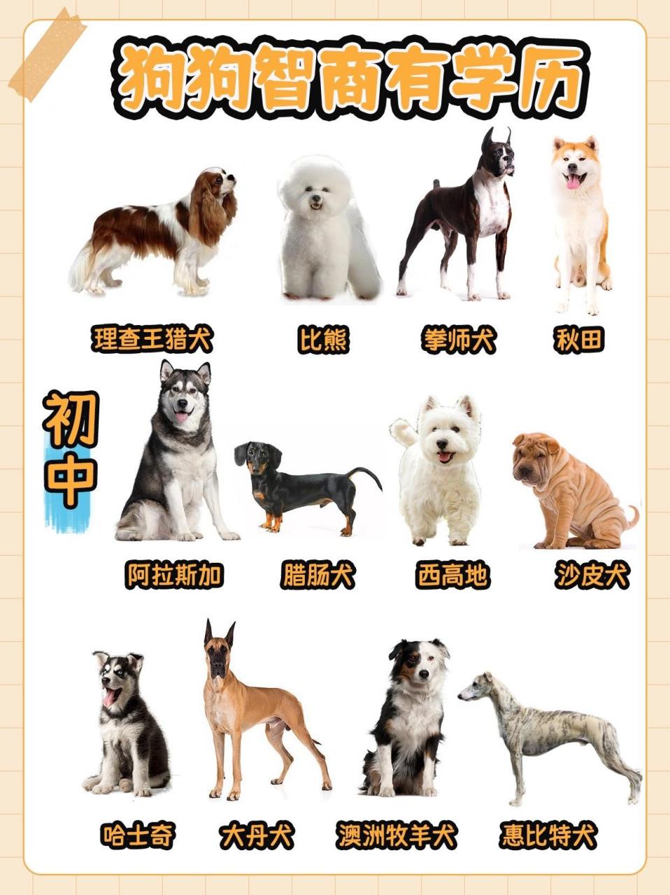 你想知道狗的智商排名吗
