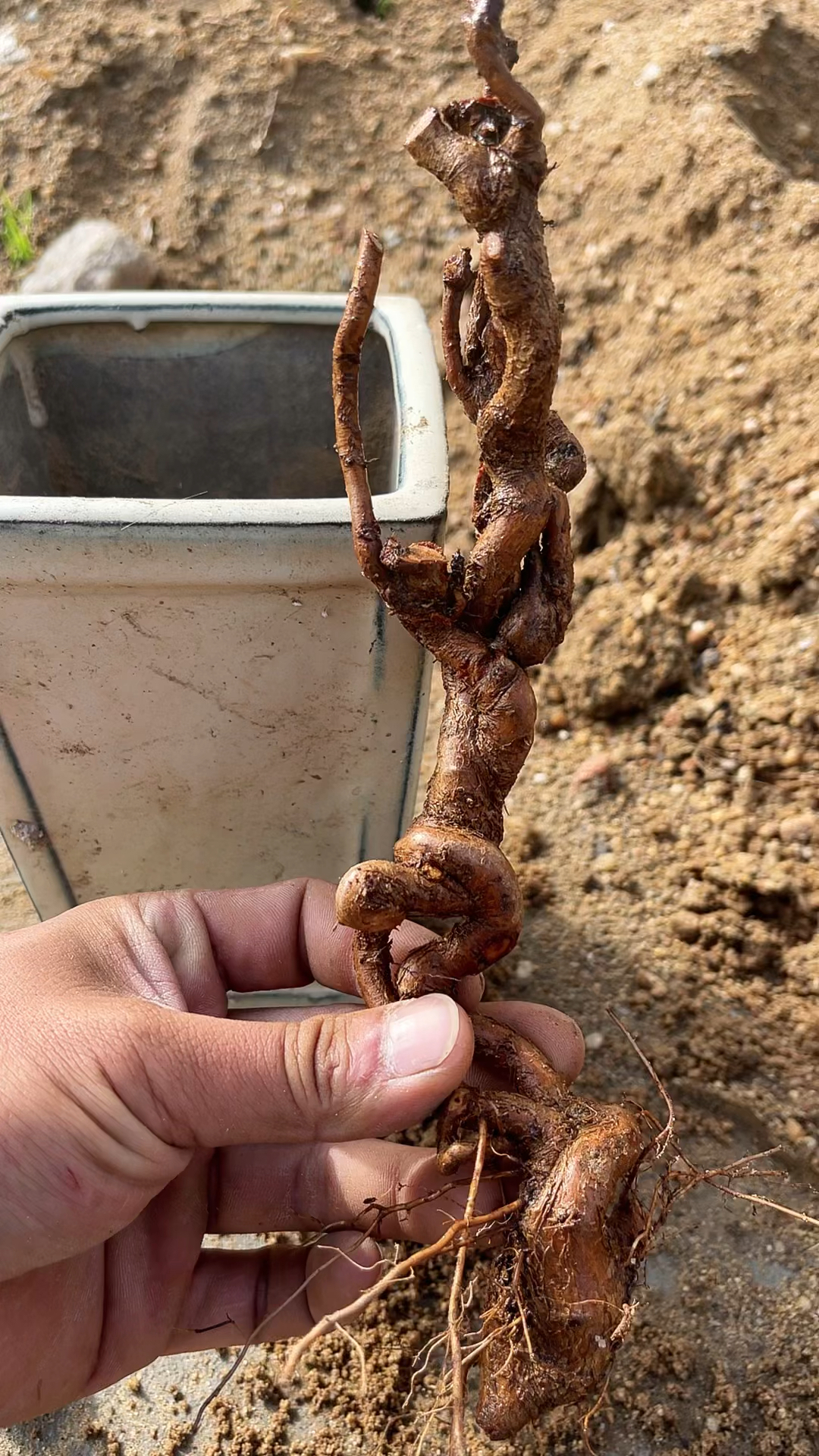 第二种提高山里红阴芽成活率的方法.